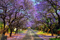 Những con đường hoa đẹp nhất thế giới