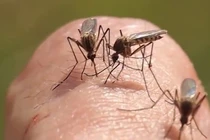 Điểm danh những sinh vật có "dân số" lớn nhất Trái đất