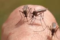 Điểm danh những sinh vật có "dân số" lớn nhất Trái đất