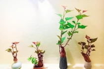 Loạt bonsai rau củ quả đẹp đến “ngẩn ngơ” 