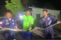 Kinh hãi phát hiện "quái thú" dài hơn 3m trong bánh xe ô tô