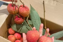 Giống vải “khổng lồ” hơn 200.000 đồng/kg vẫn cháy hàng