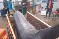 Kinh ngạc cá cờ 200kg và loạt quái ngư "khủng" sa lưới ngư dân Việt