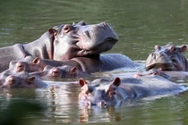 8 loài động vật sống ở nơi không ai ngờ tới