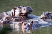 8 loài động vật sống ở nơi không ai ngờ tới