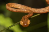 Kỳ lạ loài rắn thân hình siêu mỏng, có khả năng ném đầu để săn mồi