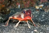 Cận cảnh loài cá sở hữu bờ môi quyến rũ nhất hành tinh