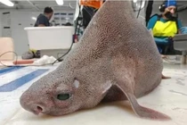 Phát hiện thủy quái mình cá mập “mặt lợn”, giật mình khi biết lai lịch