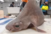 Phát hiện thủy quái mình cá mập “mặt lợn”, giật mình khi biết lai lịch