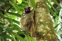 Điều thú vị về loài chồn bay quý hiếm bậc nhất hành tinh