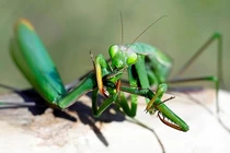 Top động vật “xơi” luôn bạn tình sau khi ân ái