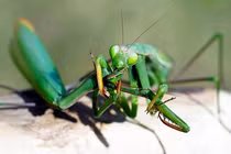 Top động vật “xơi” luôn bạn tình sau khi ân ái