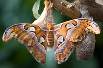 Loài bướm "độc nhất vô nhị" cả đời không cần ăn