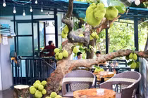 Độc lạ cây mít quả sai từ gốc đến ngọn ở Tuyên Quang