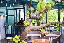 Độc lạ cây mít quả sai từ gốc đến ngọn ở Tuyên Quang