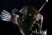 "Thủy quái" có bộ hàm đáng sợ, nuốt chửng con mồi gấp 10 lần cơ thể