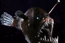 "Thủy quái" có bộ hàm đáng sợ, nuốt chửng con mồi gấp 10 lần cơ thể