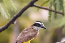 Loài chim săn mồi cực "khét", tấn công cả diều hâu