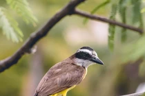 Loài chim săn mồi cực "khét", tấn công cả diều hâu