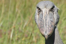 Loài cò có chiếc mỏ kỳ dị, ăn thịt cả cá sấu con