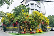 Biệt thự rực sắc hoa đón Tết của Đàm Vĩnh Hưng 