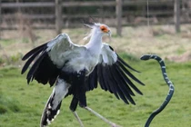 Điều ít biết về loài chim đẹp như thiên thần nhưng là sát thủ khét tiếng