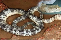 Tận mục loài rắn độc nhất Việt Nam, hổ mang chúa vẫn kém xa