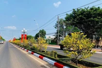 Chiêm ngưỡng đường hoa mai đẹp như phim ở Bà Rịa - Vũng Tàu