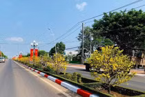 Chiêm ngưỡng đường hoa mai đẹp như phim ở Bà Rịa - Vũng Tàu