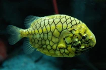 Cận cảnh loài cá được mệnh danh “xe bọc thép” của biển khơi