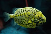 Cận cảnh loài cá được mệnh danh “xe bọc thép” của biển khơi