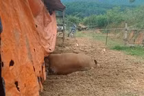 Hà Tĩnh: Điều tra nguyên nhân 6 con bò của một hộ dân chết bất thường