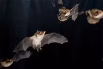 Top động vật say xỉn hơn cả con người