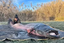 Đi câu cá chép, cần thủ bất ngờ đụng "quái ngư" nặng 100kg