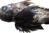 Loài cá mập bí ẩn 324 triệu tuổi trỗi dậy từ "thế giới chết chóc"