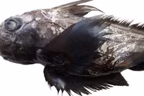 Loài cá mập bí ẩn 324 triệu tuổi trỗi dậy từ "thế giới chết chóc"