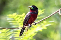 Cách nghiền thức ăn kỳ lạ của loài chim không răng