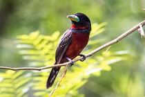 Cách nghiền thức ăn kỳ lạ của loài chim không răng