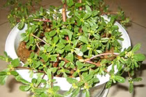 3 loại hoa nên trồng trong nhà nếu muốn khoẻ mạnh