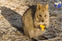 Ngắm loài động vật "hạnh phúc nhất thế giới"