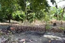 Tay không tóm sống hổ mang chúa khổng lồ dài 4m