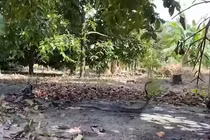 Tay không tóm sống hổ mang chúa khổng lồ dài 4m