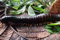 Loài rết khổng lồ bị mất tích hơn 120 năm bất ngờ tái xuất