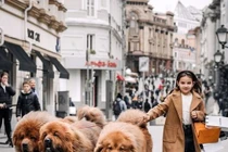 Ngỡ ngàng top 5 giống chó khổng lồ nhất Trái đất