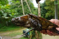 Cận cảnh rùa đầu to quý hiếm vừa được phát hiện ở Quảng Nam