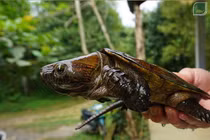 Cận cảnh rùa đầu to quý hiếm vừa được phát hiện ở Quảng Nam