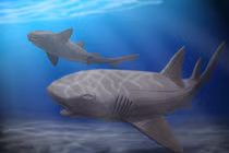 Lộ diện thủy quái dài 10m, hàm răng đủ nghiền nát rùa biển 