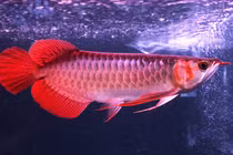 Chiêm ngưỡng 5 loại cá cảnh “huyền thoại” đắt nhất thế giới