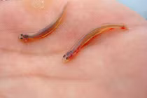 Loài cá "ma cà rồng" khét tiếng sông Amazon