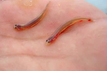 Loài cá "ma cà rồng" khét tiếng sông Amazon